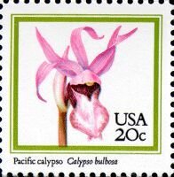 Pacific Calypso (Calypso bulbosa)