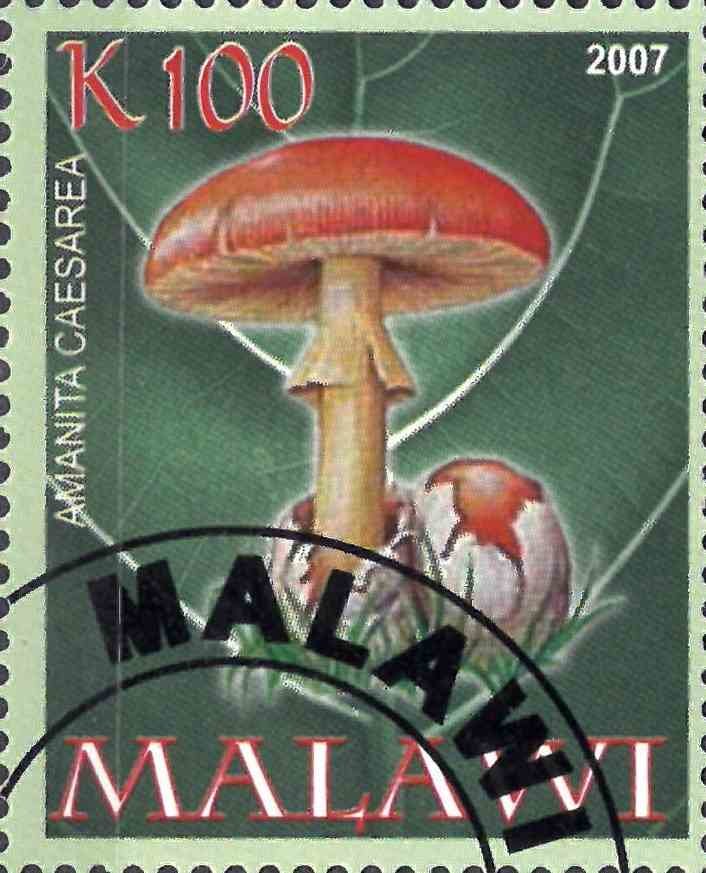 Amanita caesarea