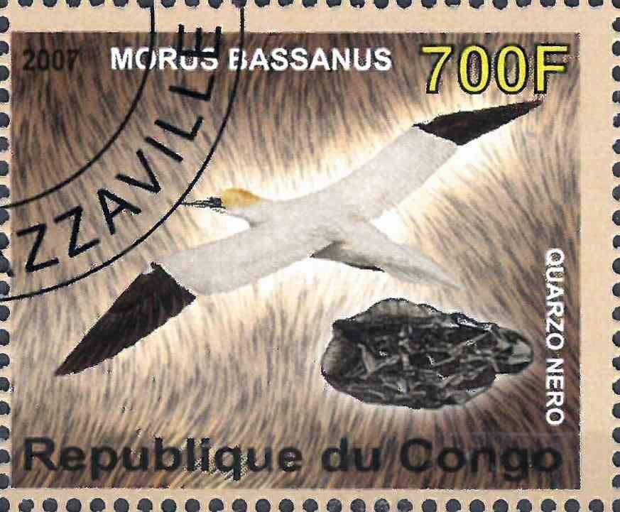 Morus Biassanus / Quarzo nero