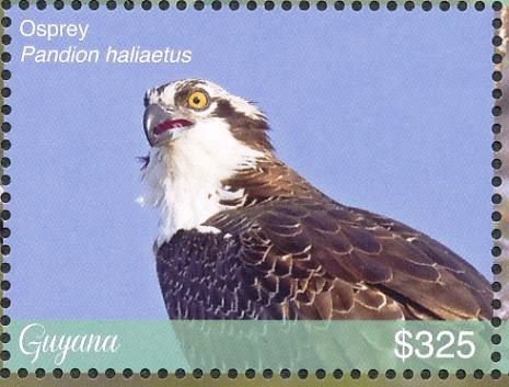 Western Osprey    Pandion haliaetus