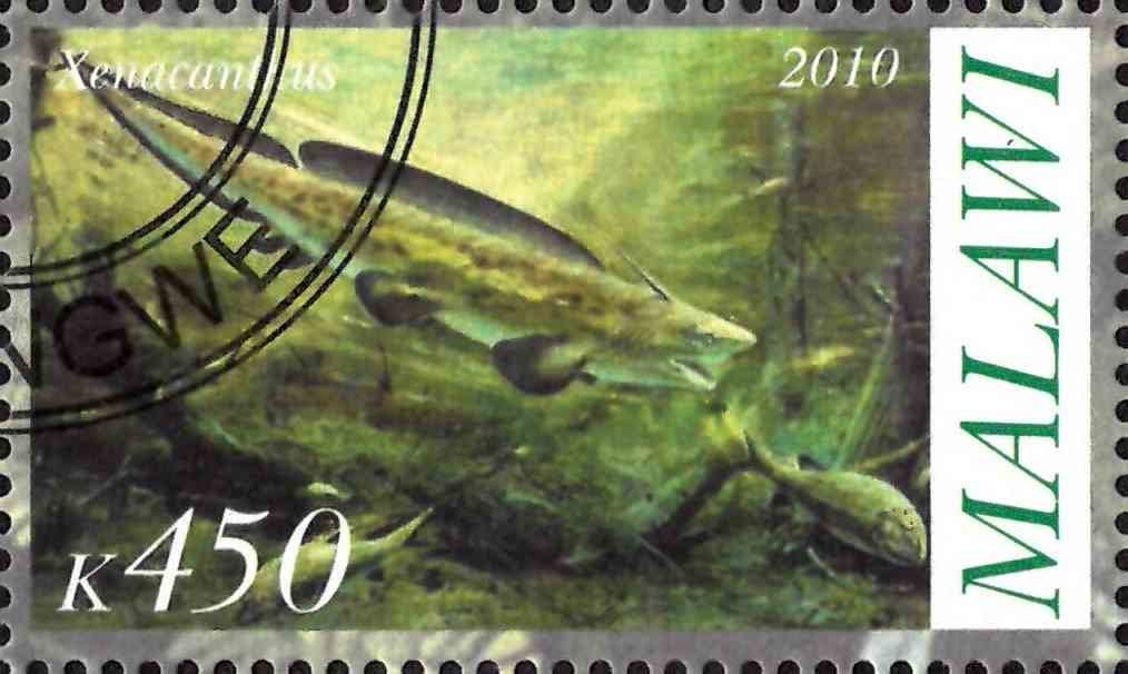 Xenacanthus