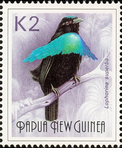 Superb Bird-of-paradise (Lophorina superba)
