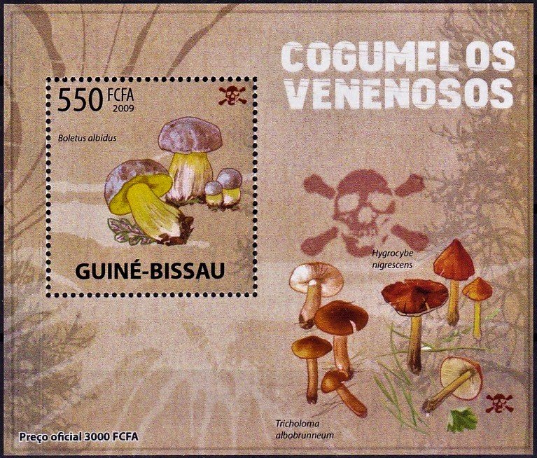 Boletus albidus