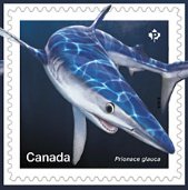Sharks from Canadian Waters