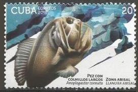Common fangtooth (Anoploglaster cornuta)