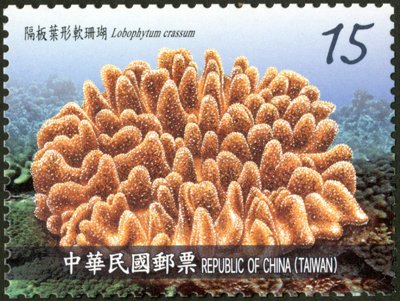 Lobophytum crassum