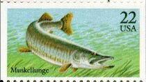 Muskellunge (Esox masquinongyi) 