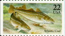 Atlantic Cod (Gadus morhua)