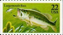 Largemouth Bass (Micropterus salmoides) 