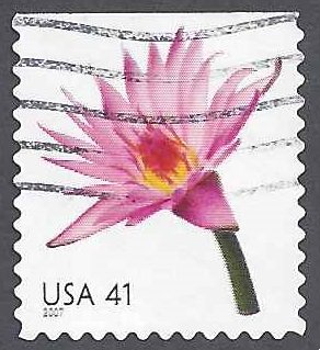 Water Lily