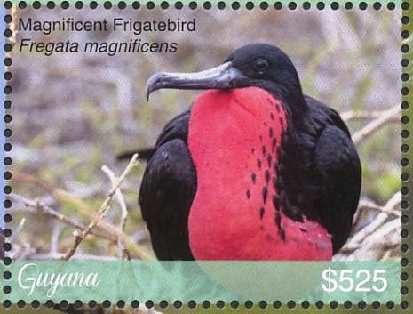 Magnificent Frigatebird    Fregata magnificens