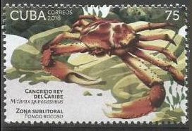 West Indian spider crab (Mithrax spinosissimus)
