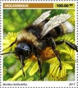Bombus barbutellus