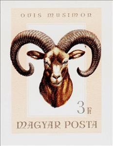 Stamp, Mouflon (Ovis orientalis orientalis), Hungary,  , Animals (Fauna), Hunting, Mammals, Mouflons