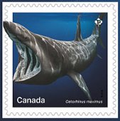 Sharks from Canadian Waters