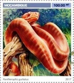 Pantherophis guttatus