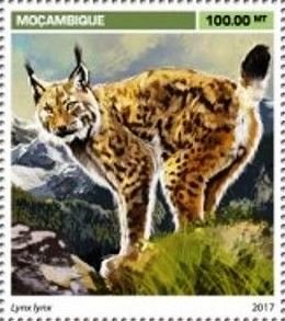Lynx lynx