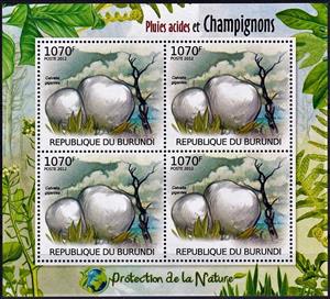 Mini Sheet, Calvatia gigantea, Cinderellas,  , Mushrooms