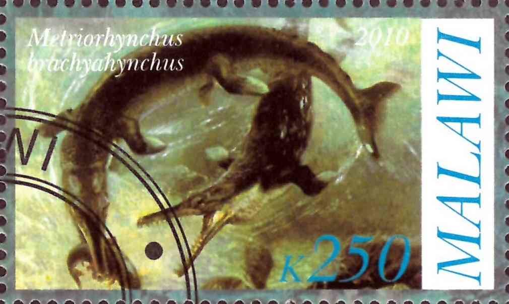 Metriorhynchus brachyahynchus