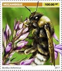Bombus bohemicus