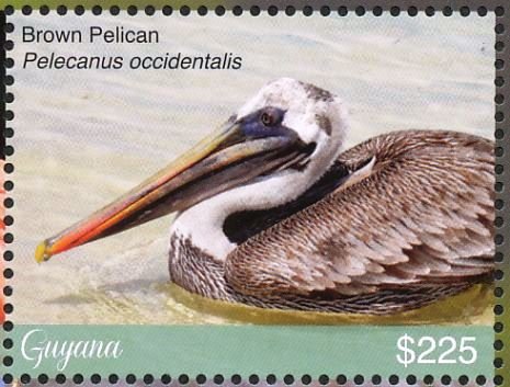 Brown Pelican    Pelecanus occidentalis