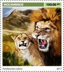 Panthera leo nubica