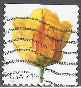 Tulip