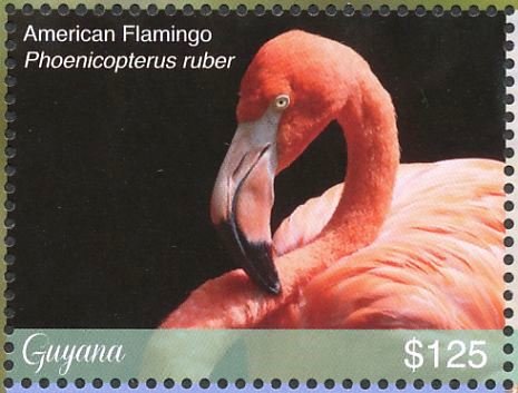 American Flamingo    Phoenicopterus ruber