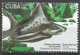 Caribbean roughshark (Oxynotus caribbaeus)