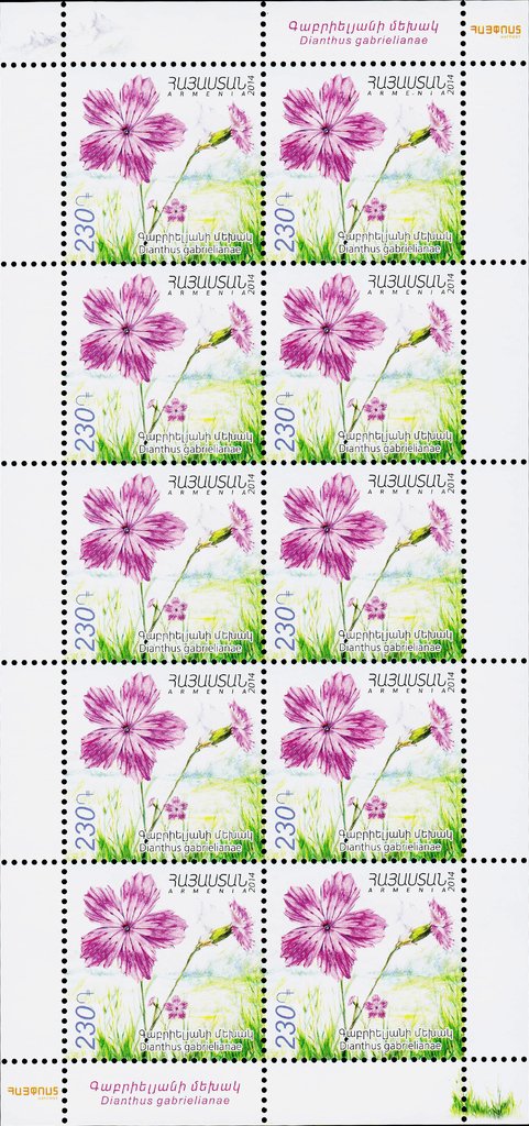 Dianthus gabrielianae