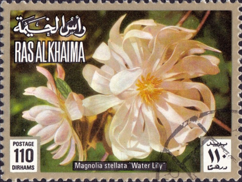 Magnolia stellata 'Water Lily'
