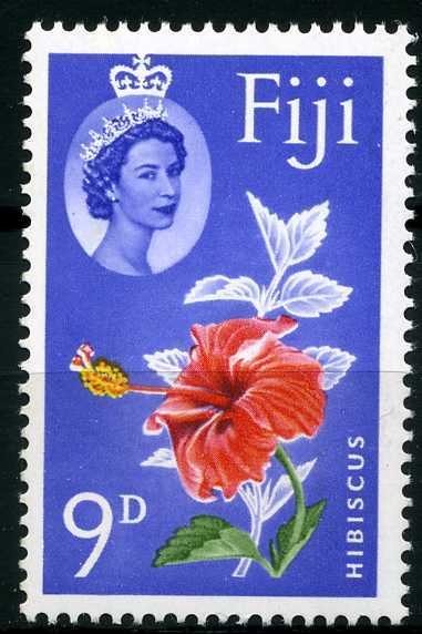 Hibiscus