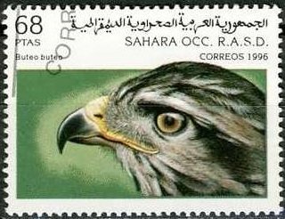 Birds Of Prey