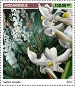 Stamp, Ludisia discolor, Mozambique,  , Orchids, Plants (Flora)