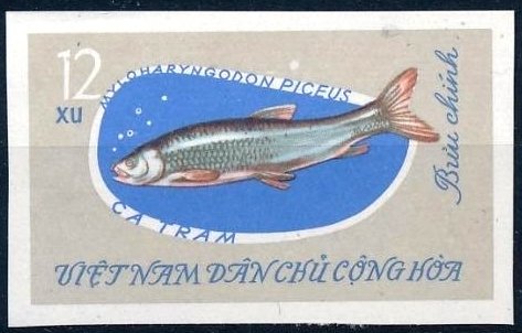 Black Carp (Mylopharyngodon piceus)