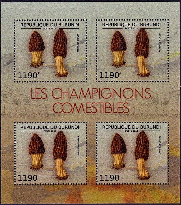 Morchella conica