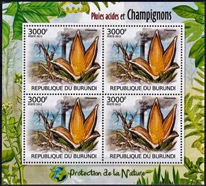 Mini Sheet, Chorioactis geaster, Cinderellas,  , Mushrooms