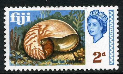 Chambered Nautilus (Nautilus pompilius)