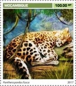 Panthera pardus fusca