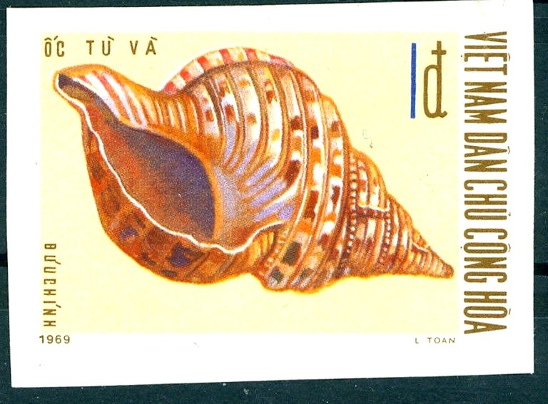 Triton's Trumpet (Charonia tritonis)