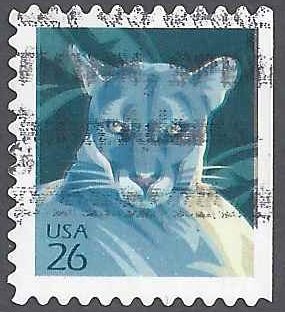 Florida Panther (Puma concolor coryi)