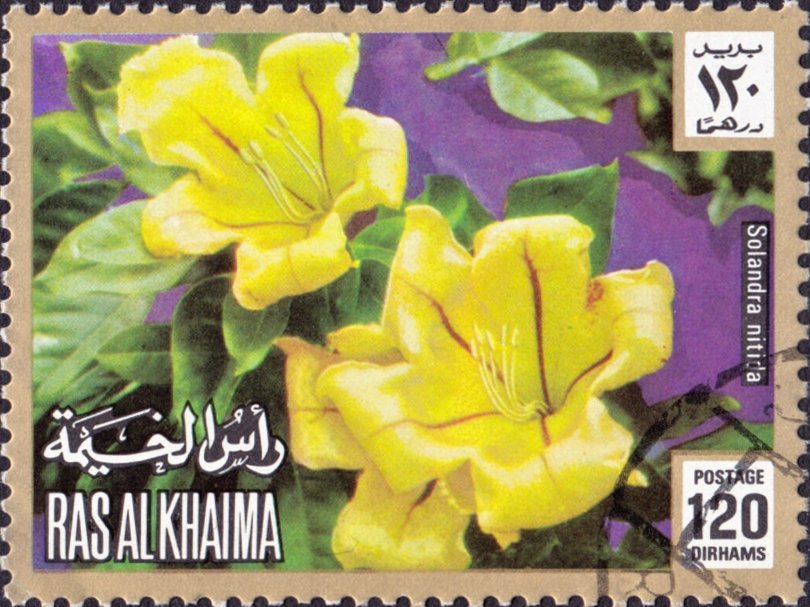 Solandra nitida