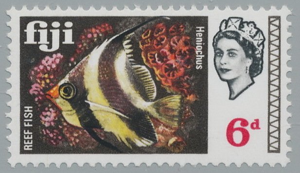 Pennat Coralfish (Heniochus acuminatus) 