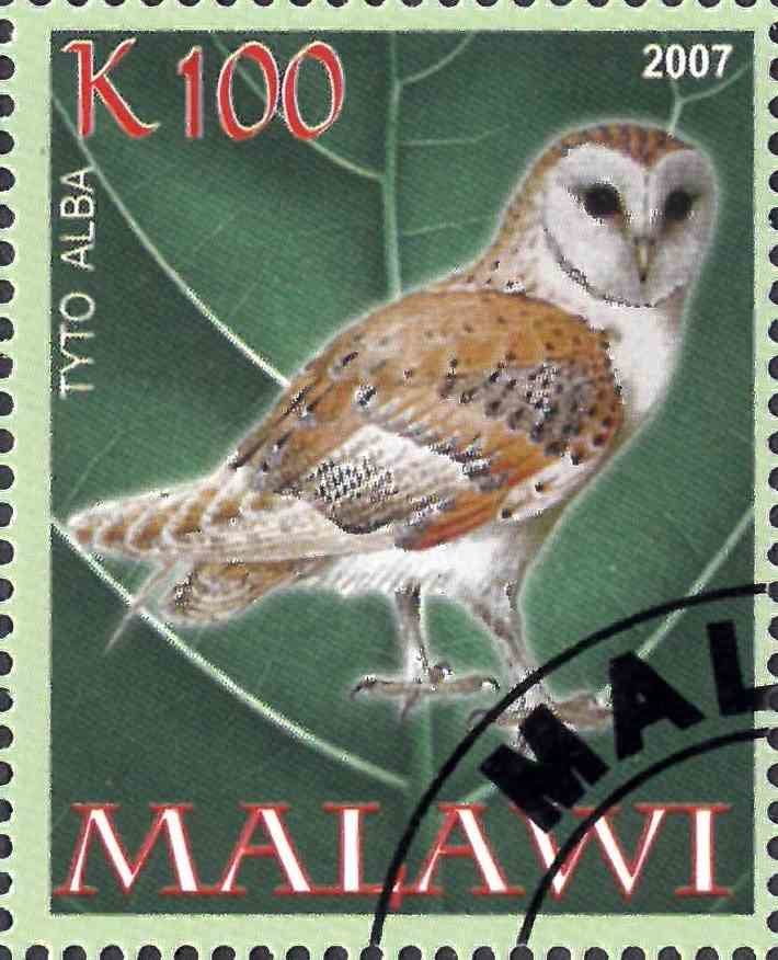 Tyto alba