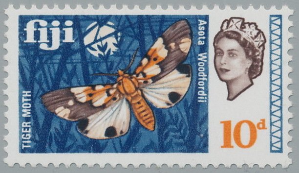 Tiger Moth (Asota woodfordii)