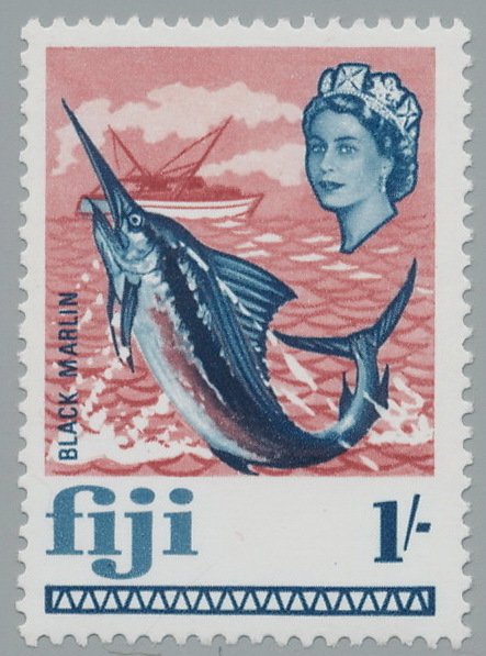 Black Marlin (Makaira indica)