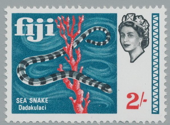 Chinese Sea Snake (Laticauda semifasciata)