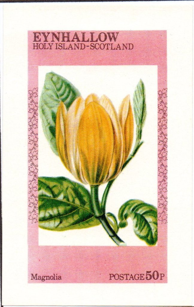 Magnolia