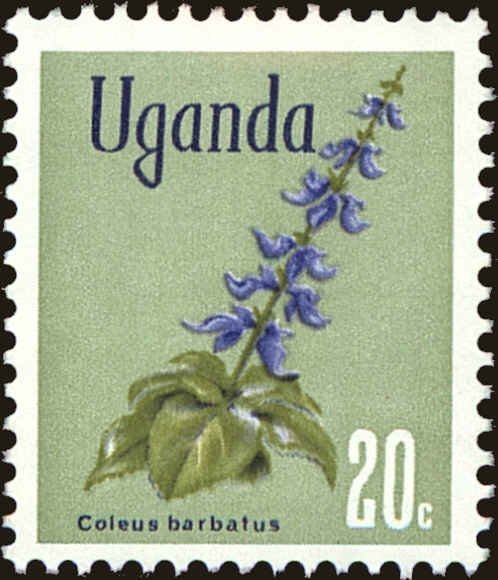 Indian Coleus (Coleus barbatus)