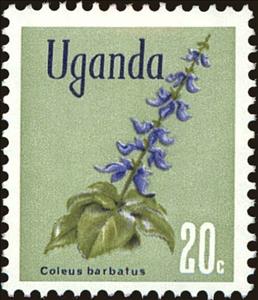 Stamp, Indian Coleus (Coleus barbatus), Uganda,  , Flowers, Plants (Flora)
